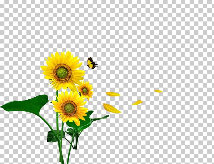 Butterfly Common Sunflower Gratis Computer File PNG, Clipart, Butterflies And Moths, Computer Wallpaper, Cut Flowers, Daisy Family, Flower Free PNG Download