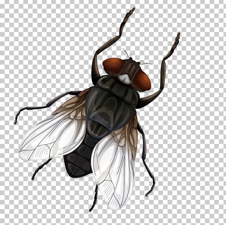 Insect Fly Vecteur Euclidean PNG, Clipart, Animals, Encapsulated Postscript, Fictional Character, Happy Birthday Vector Images, Male Doctor Free PNG Download