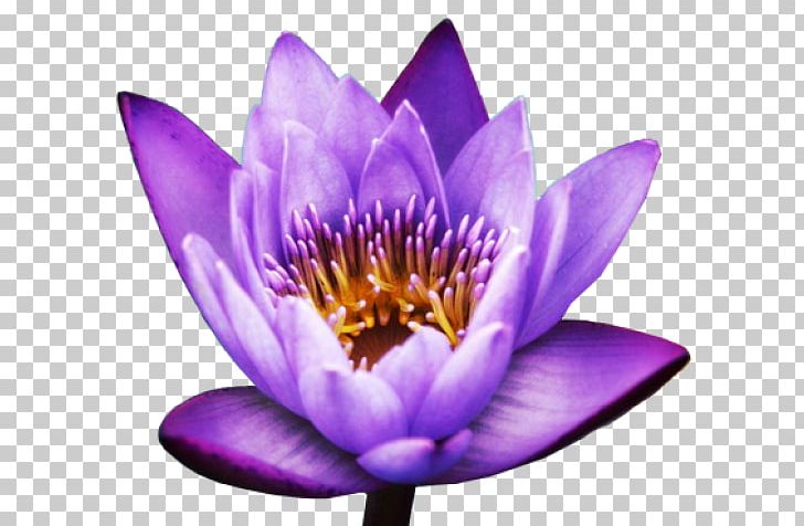Nelumbo Nucifera Desktop Proteales PNG, Clipart, Aquatic Plant, Data, Desktop Wallpaper, Flower, Flowering Plant Free PNG Download