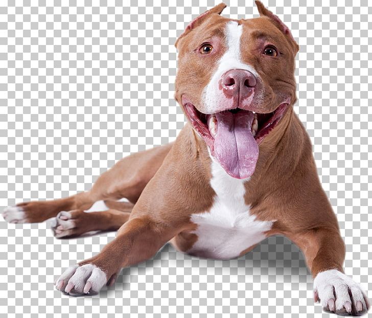 American Pit Bull Terrier American Bully American Staffordshire Terrier PNG, Clipart, American Bully, American Pit Bull Terrier, American Staffordshire Terrier, Animals, Breed Free PNG Download