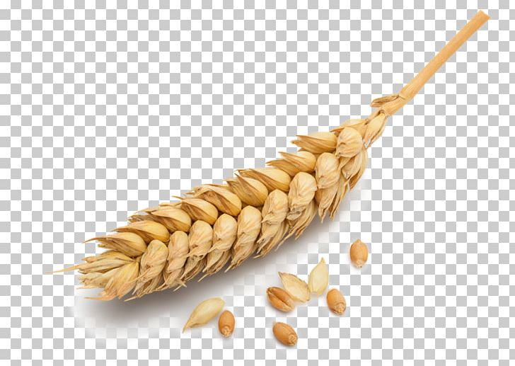 Ear Wheat Barley Cereal PNG, Clipart, Bread, Cereal Germ, Commodity, Dinkel Wheat, Ear Free PNG Download