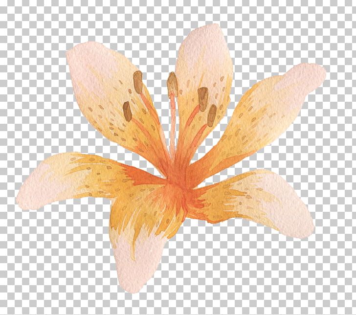 Printing PNG, Clipart, Art, Canna Lily, Download, Flower, Flowering Plant Free PNG Download