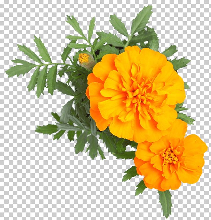 Marigold tail Cut Out Stock Images & Pictures - Alamy