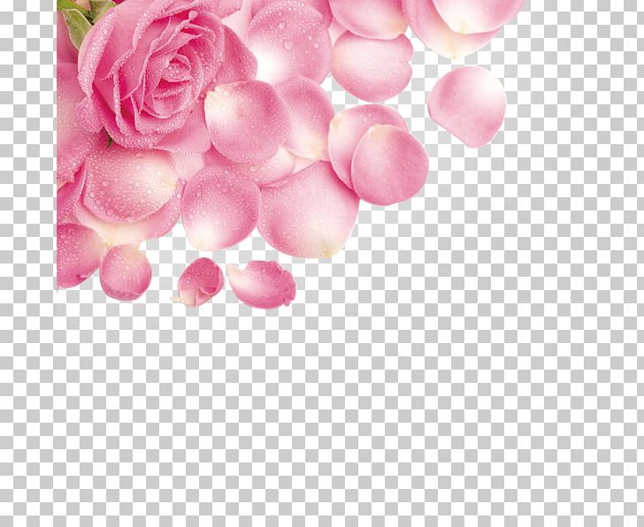 Rose Petal Flower Pink PNG, Clipart, Droplets, Flower, Flower Bouquet, Heart, Leaf And Petals Free PNG Download