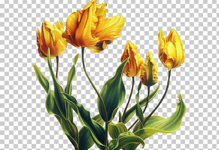 Tulip Flower Yellow Garden Roses PNG, Clipart, Alstroemeriaceae, Animaatio, Ansichtkaart, Birthday, Blue Free PNG Download