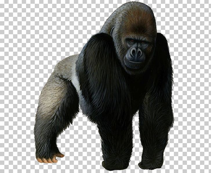 Western Gorilla Chimpanzee PNG, Clipart, Ape, Chimpanzee, Clip Art, Common Chimpanzee, Dian Fossey Free PNG Download