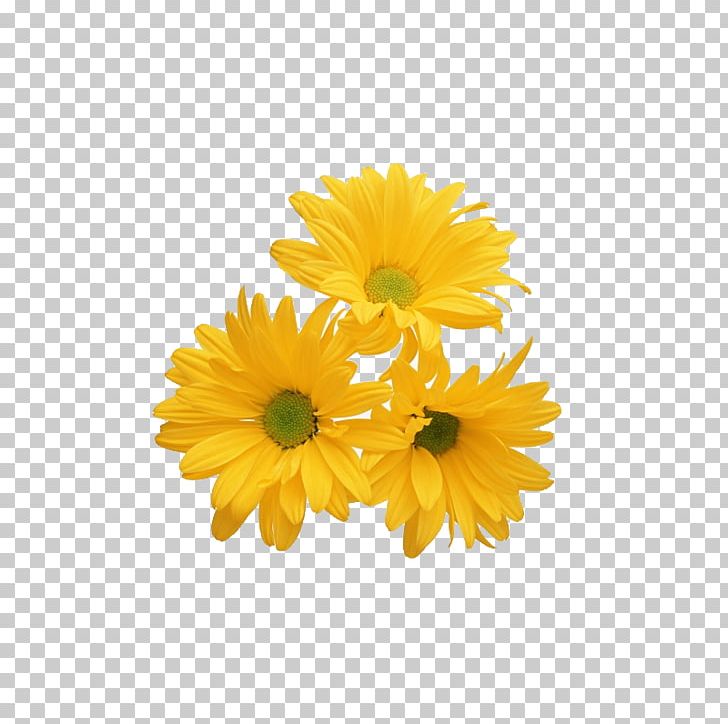 Flower PNG, Clipart, Animation, Blingee, Calendula, Chrysanthemum, Chrysanths Free PNG Download