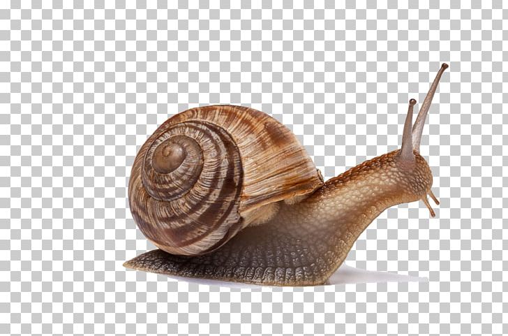 Gastropods Insect Little Snail Gastropod Shell PNG, Clipart, Animal, Animals, Cornu, Creative Ads, Creative Artwork Free PNG Download
