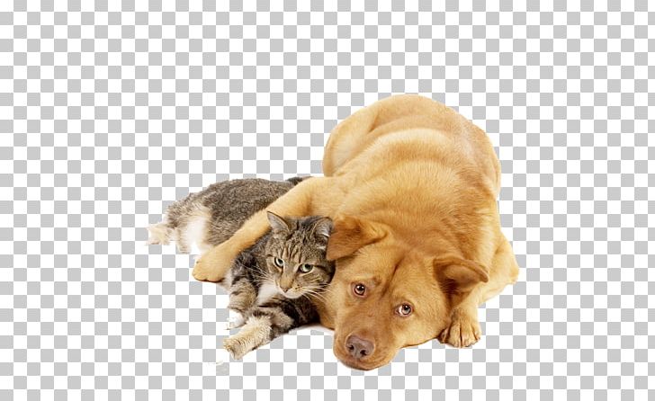 Cat Dog Veterinarian Animal Shelter Desktop PNG, Clipart, Animal, Animals, Carnivoran, Cat Like Mammal, Cats Dogs Free PNG Download