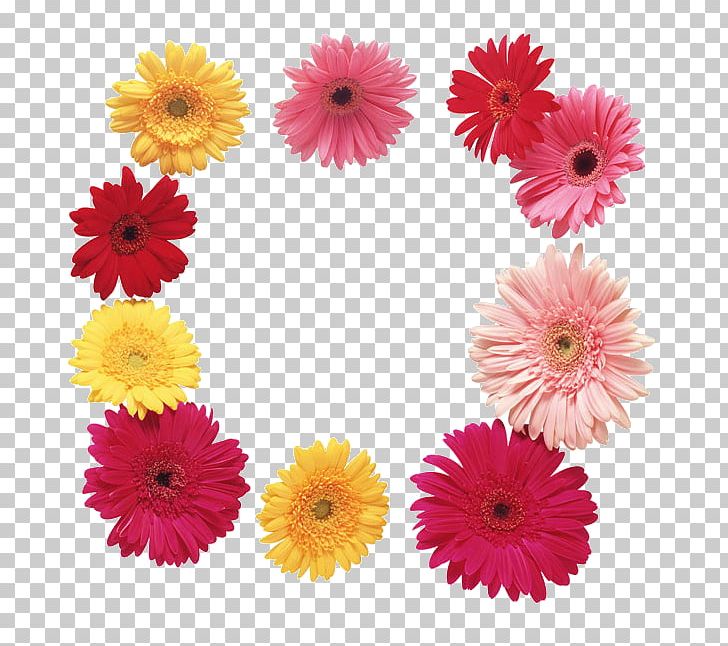 Flower Transvaal Daisy PNG, Clipart, Annual Plant, Artificial Flower, Chrysanths, Cut Flowers, Dahlia Free PNG Download