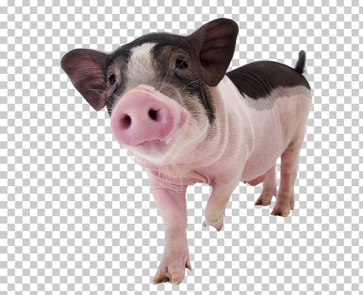 Miniature Pig Pet Dog Domestication PNG, Clipart, Animal, Animals, Aviculture, Breed, Cat Free PNG Download