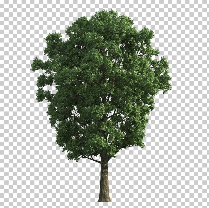 Tree Gratis PNG, Clipart, Branch, Download, Gratis, Nature, Oak Free PNG Download