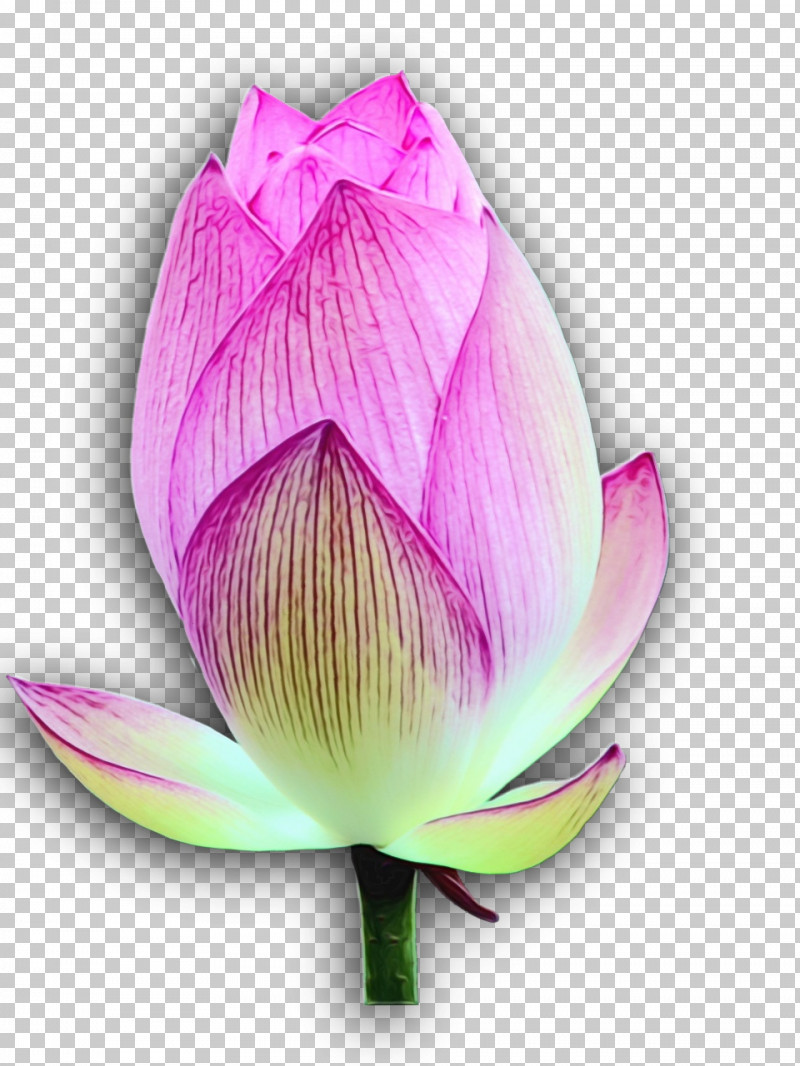 Sacred Lotus Plant Stem Bud Nelumbonaceae Purple PNG, Clipart, Biology, Bud, Closeup, Family, Lotusm Free PNG Download