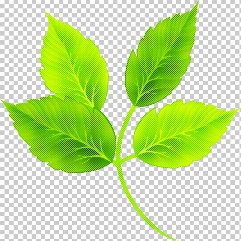 Leaf Plant Stem Herbal Medicine Tree Plant PNG, Clipart, Biology, Herbal Medicine, Leaf, Plant, Plant Stem Free PNG Download