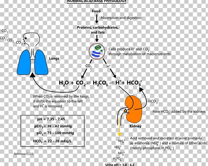 Acid–base Imbalance Acid–base Reaction Metabolic Alkalosis PNG, Clipart, Acid, Acidbase Extraction, Acidosis, Angle, Anion Gap Free PNG Download