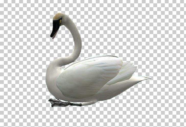 Cygnini Swan Goose PNG, Clipart, Animals, Beak, Bird, Black Swan, Cygnini Free PNG Download