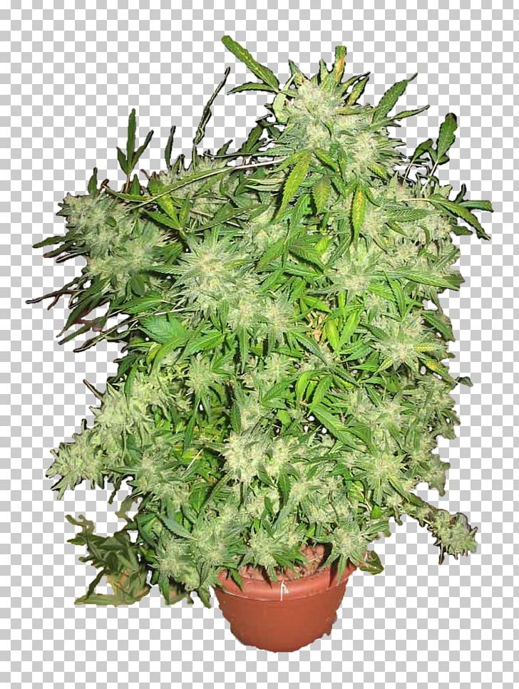 Tree Flowerpot Cannabis Houseplant Evergreen PNG, Clipart, Cannabis, Evergreen, Family, Flowerpot, Hemp Free PNG Download