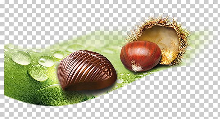 Purée Stuffing Sweet Chestnut Praline Atlantic Cod PNG, Clipart, Atlantic Cod, Chestnut, Data Circuitterminating Equipment, Ingredient, Mozartkugel Free PNG Download