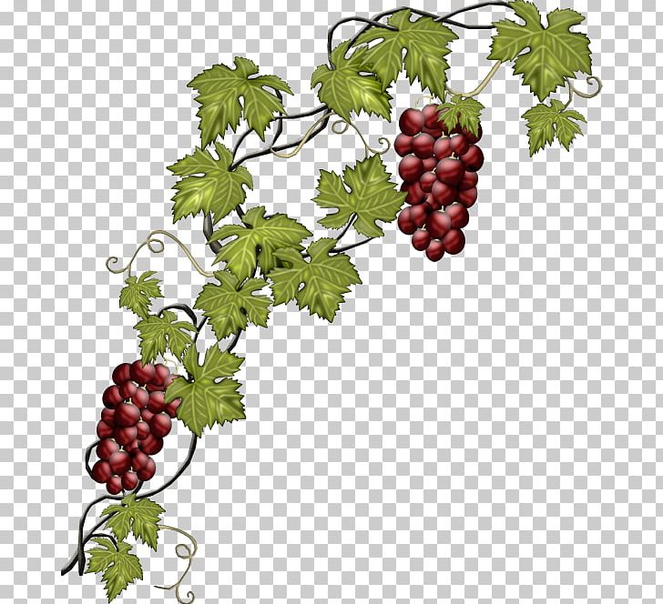 grapes tree clip art