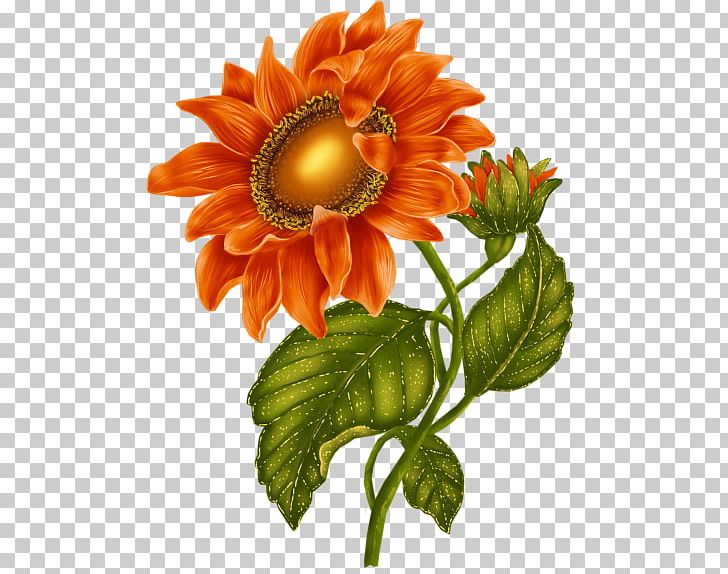 Common Sunflower PNG, Clipart, Blog, Chrysanths, Cut Flowers, Daisy Family, Drawing Free PNG Download