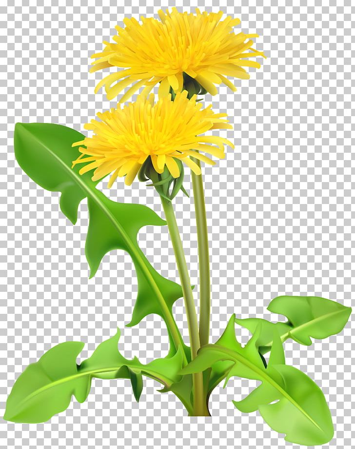 Dandelion Flower PNG, Clipart, Annual Plant, Clip Art, Common Daisy, Cut Flowers, Daisy Free PNG Download