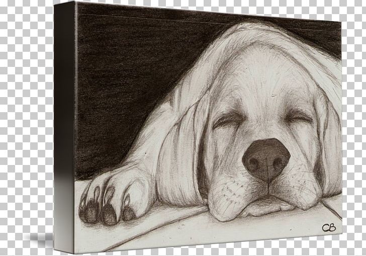 Labrador Retriever Golden Retriever Puppy Dog Breed Sketch PNG, Clipart, Animals, Artwork, Black And White, Carnivoran, Colored Pencil Free PNG Download
