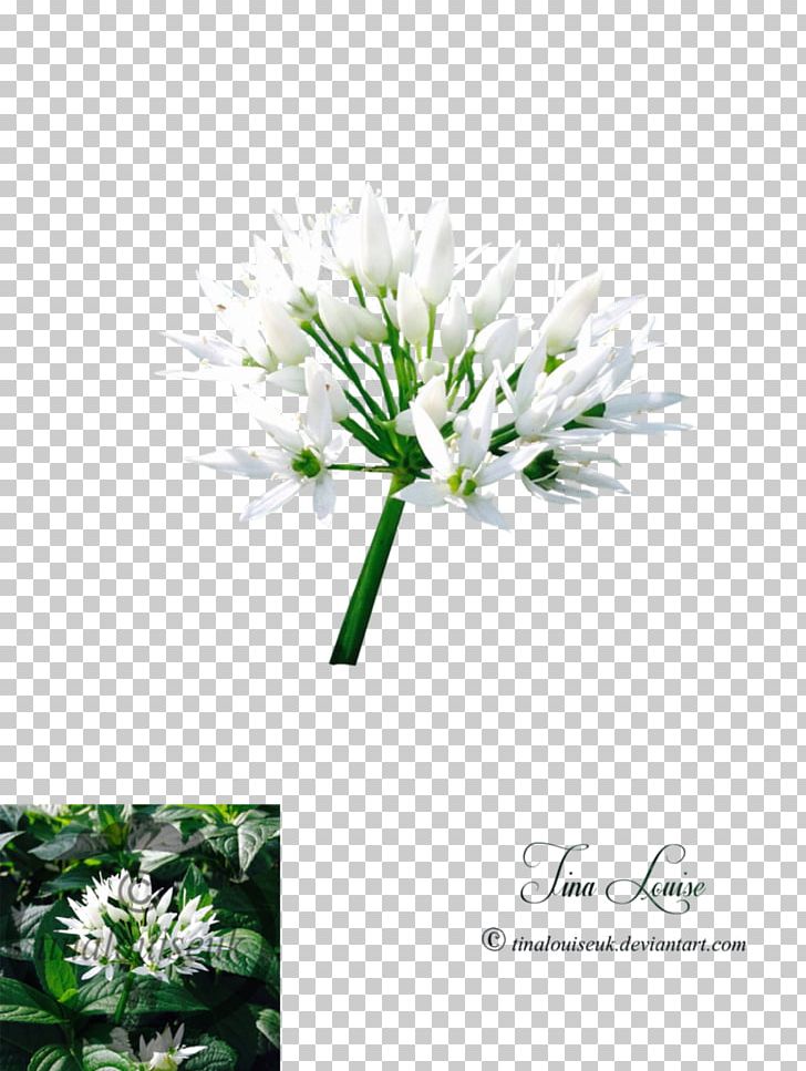 Chives Plant Stem Flower PNG, Clipart, Chives, Flora, Flower, Flowering Plant, Grass Free PNG Download