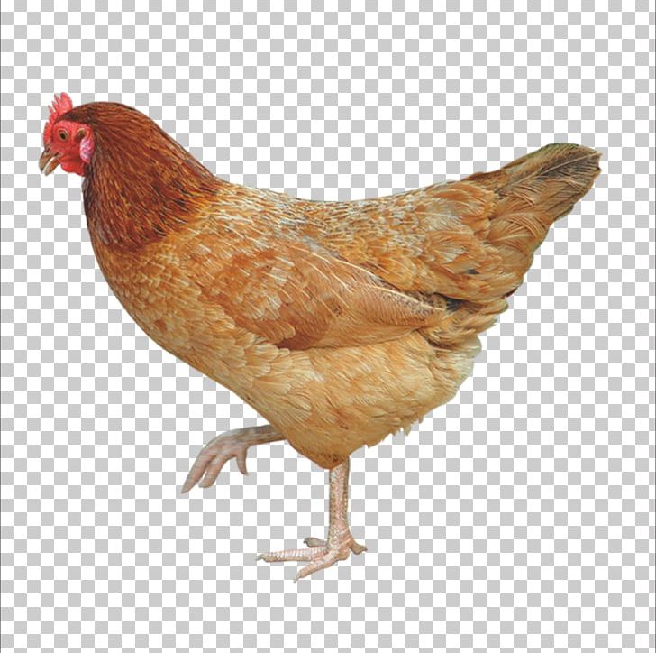 Crispy Fried Chicken Broiler Free Range Poultry Farming PNG, Clipart, Agriculture, Alibaba Group, Animals, Aqua, Beak Free PNG Download
