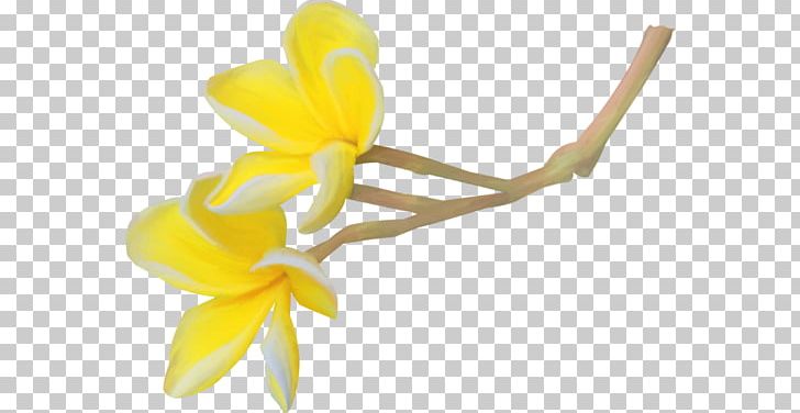 Petal Cut Flowers Plant Stem PNG, Clipart, Butter, Color, Cut Flowers, Flow, Flower Free PNG Download