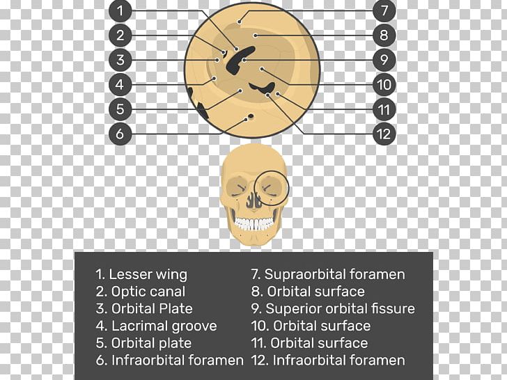 Skull Bone Facial Skeleton Orbit Maxilla PNG, Clipart, Anatomy, Angle, Bone, Circle, Ethmoid Bone Free PNG Download