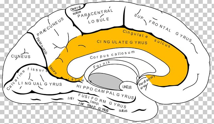 Anterior Cingulate Cortex Cerebral Cortex Gyrus Corpus Callosum PNG, Clipart, Anterior Cingulate Cortex, Area, Brain, Brodmann Area, Cerebral Cortex Free PNG Download
