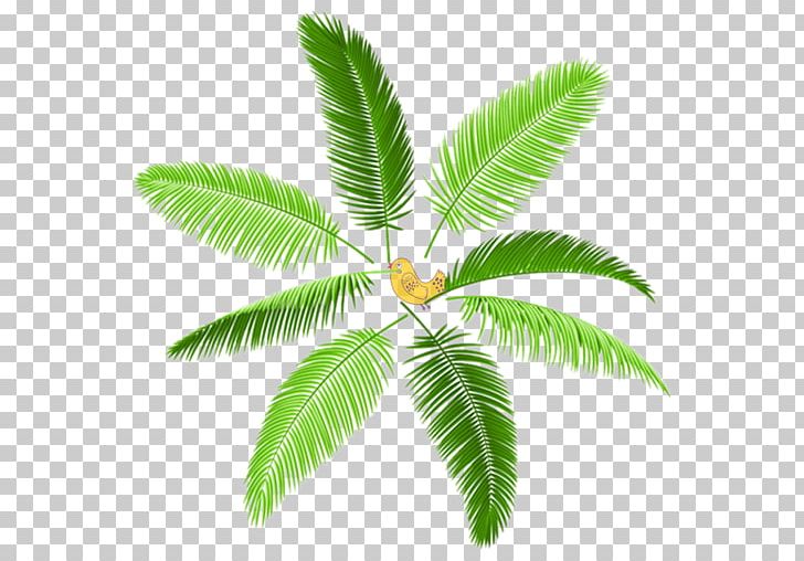 Arecaceae Photography PNG, Clipart, Arecaceae, Arecales, Coconut, Encapsulated Postscript, Leaf Free PNG Download