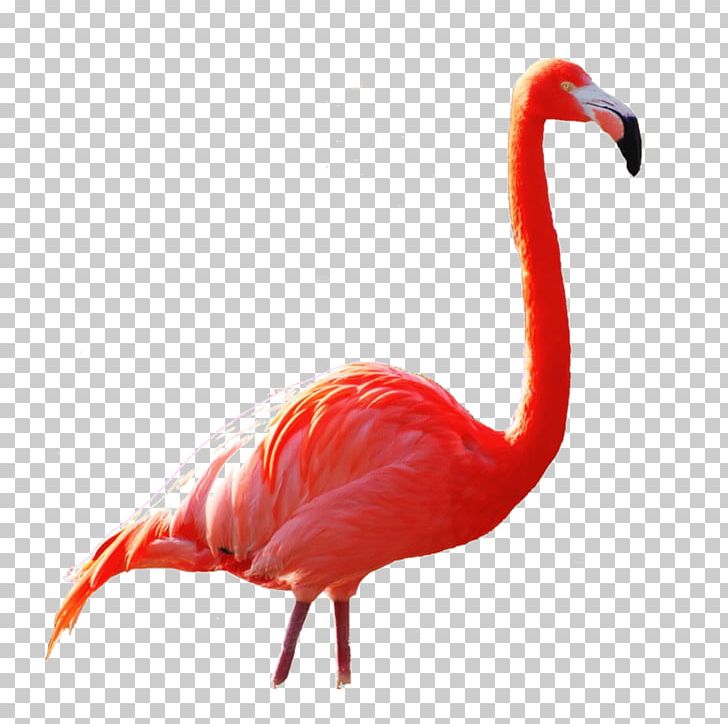Beak Ibis PNG, Clipart, Beak, Bird, Flamingo, Flamingos Printing, Ibis Free PNG Download
