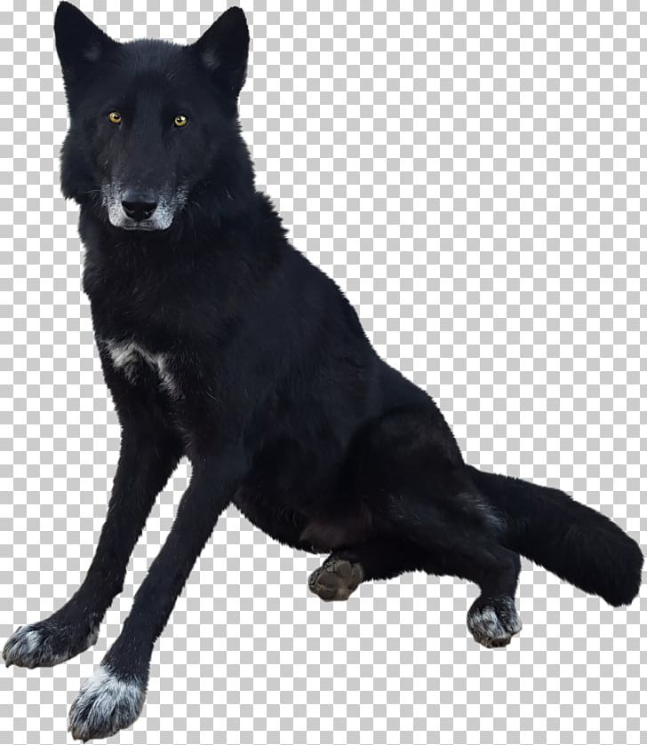 Dog Breed Kunming Wolfdog Fur PNG, Clipart, Breed, Carnivoran, Dog, Dog Breed, Dog Breed Group Free PNG Download