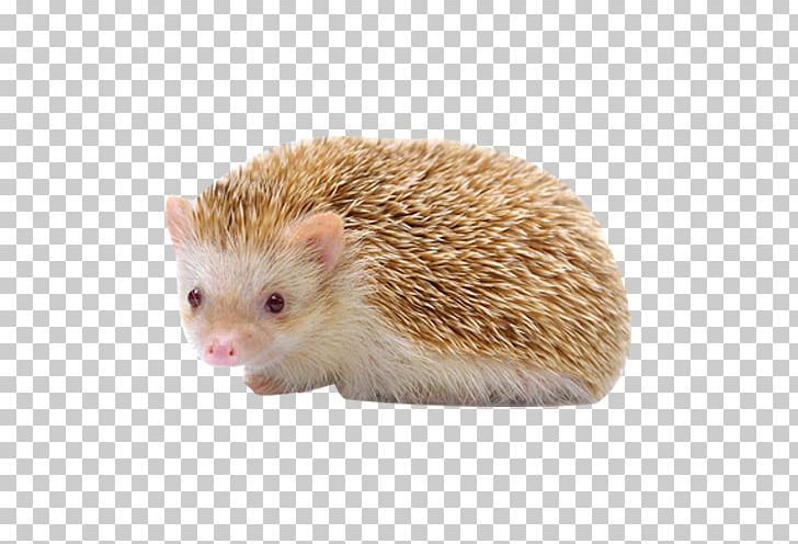 Domesticated Hedgehog Porcupine Mammal Animal PNG, Clipart, Animal, Animals, Cute, Cute Animal, Cute Animals Free PNG Download