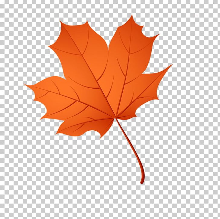 Maple Leaf Drawing PNG, Clipart, Autumn, Cdr, Digital Image, Drawing, Encapsulated Postscript Free PNG Download