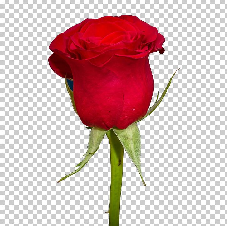 Rose Desktop PNG, Clipart, Cut Flowers, Desktop Wallpaper, Editing, Floribunda, Flower Free PNG Download