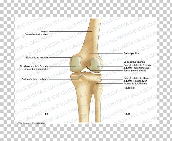 Thumb Knee Bone Lateral Epicondyle Of The Femur Anatomy Png Clipart Anatomy Arm Bone Condyle Elbow