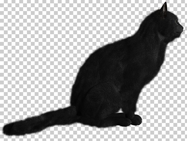 Black Cat Kitten PNG, Clipart, Asian, Black, Black And White, Black Cat, Bombay Free PNG Download