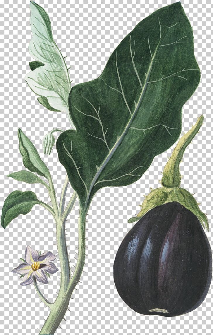 Eggplant Vegetable Botanical Illustration Botany PNG, Clipart, Botanical Illustration, Botany, Branch, Bush Tomato, Datura Free PNG Download