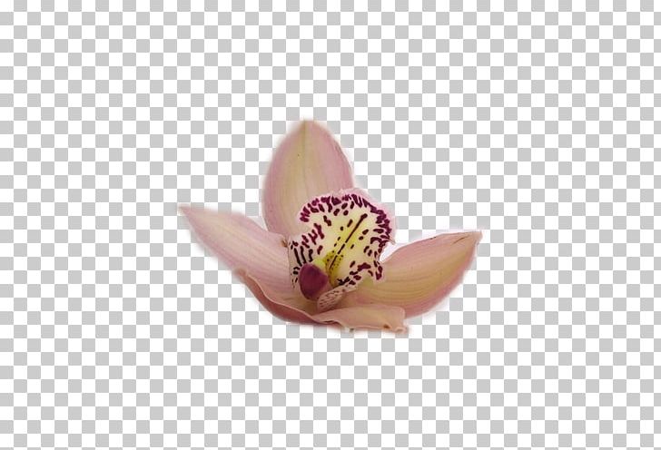 Moth Orchids Lilac PNG, Clipart, Eed, Flower, Lilac, Moth Orchid, Moth Orchids Free PNG Download