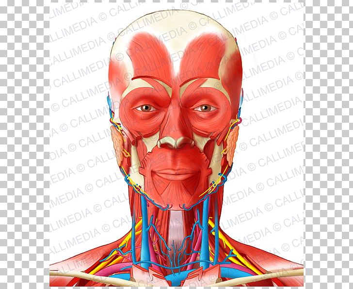 Muscle Anterior Triangle Of The Neck Head And Neck Anatomy PNG, Clipart, Anatomy, Anterior Triangle Of The Neck, Atlas, Extraocular Muscles, Face Free PNG Download