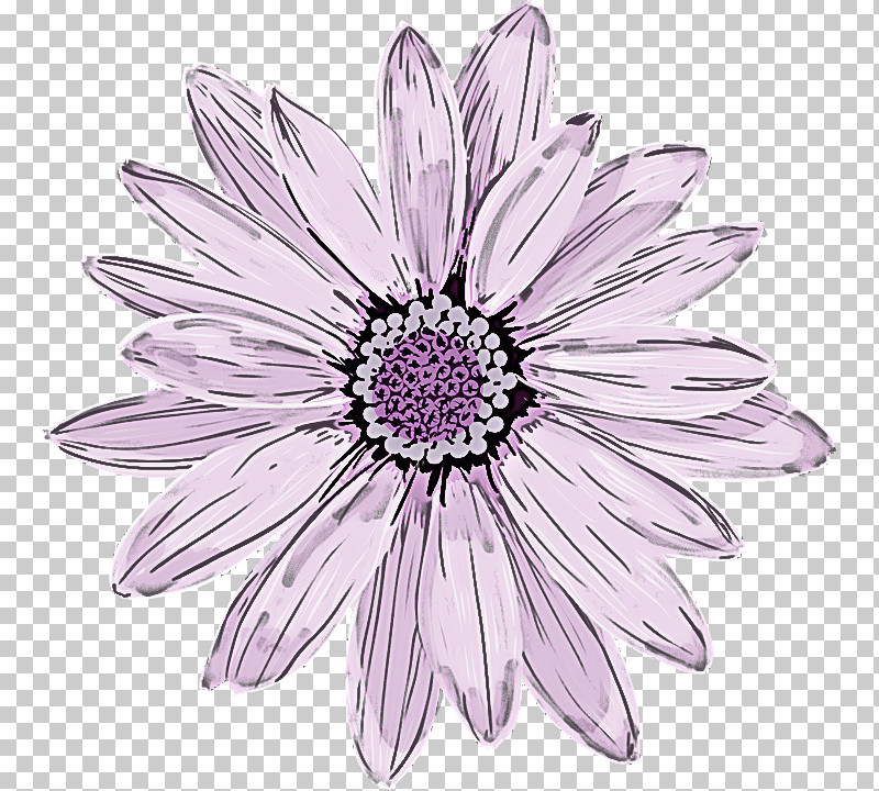 Flower Petal African Daisy Pink Plant PNG, Clipart, African Daisy, Blackandwhite, Flower, Gerbera, Lilac Free PNG Download