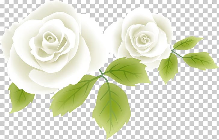 Garden Roses Cabbage Rose Flower White PNG, Clipart, Bara, Color, Cut Flowers, Desktop Wallpaper, Flower Free PNG Download