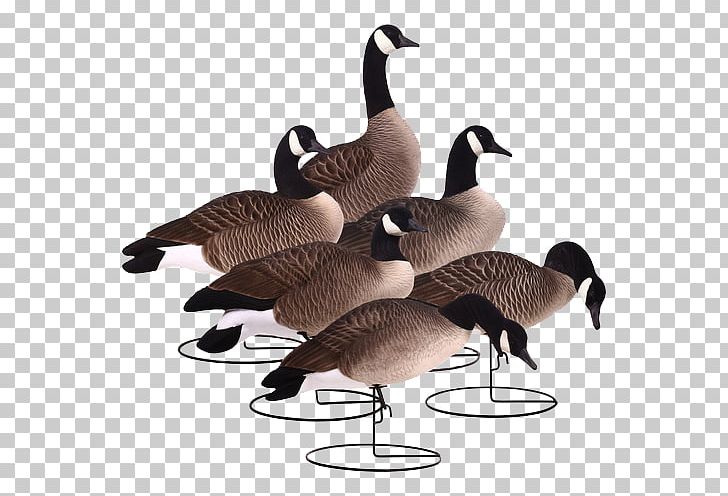 Goose Duck Waterfowl Hunting PNG, Clipart, Anatidae, Animals, Bait, Beak, Bird Free PNG Download