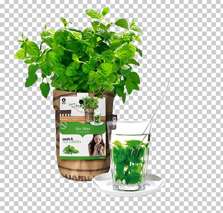 Tea Garden Herb Seed PNG, Clipart, Basil, Common Sage, Flowerpot, Food Drinks, Garden Free PNG Download