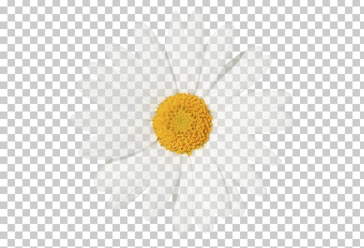 We Heart It Oxeye Daisy Daisy Family Roman Chamomile PNG, Clipart, Argyranthemum Frutescens, Chamaemelum, Chamaemelum Nobile, Chrysanthemum, Chrysanths Free PNG Download