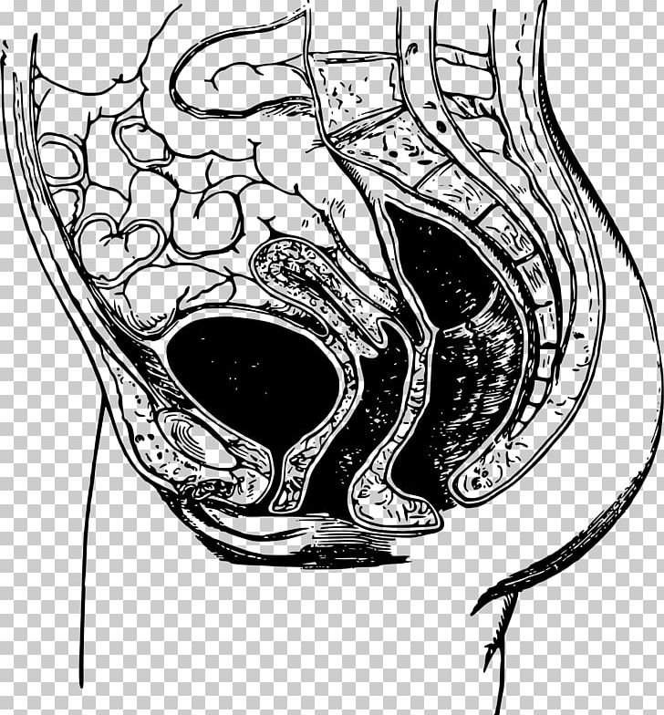 Anatomy Pelvis Bone Drawing Joint PNG, Clipart, Anatomy, Art, Artwork, Black And White, Bone Free PNG Download