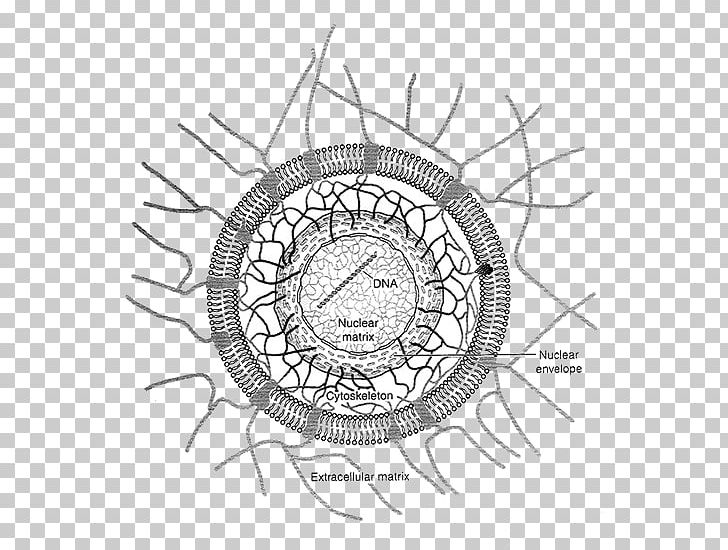 Drawing Cytoskeleton Cell Sketch PNG, Clipart,  Free PNG Download