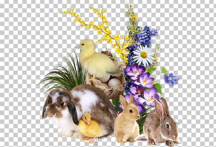 Easter Bunny Dog Domestic Rabbit PNG, Clipart, Animal, Baby Ducks, Beak, Bird, Chicken Free PNG Download